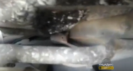 Житель Новосибирска нашел под капотом пушистого зверька