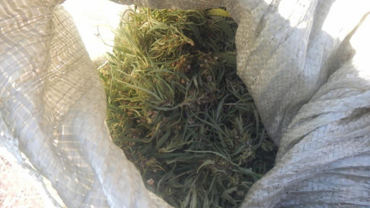 Новосибирца с килограммовым мешком марихуаны поймала полиция