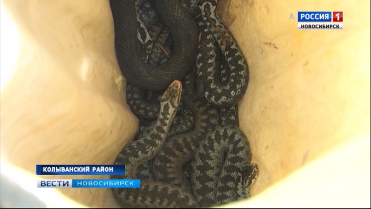 Серпентарий в Новосибирской области до конца лета пополнится двумя тысячами гадюк