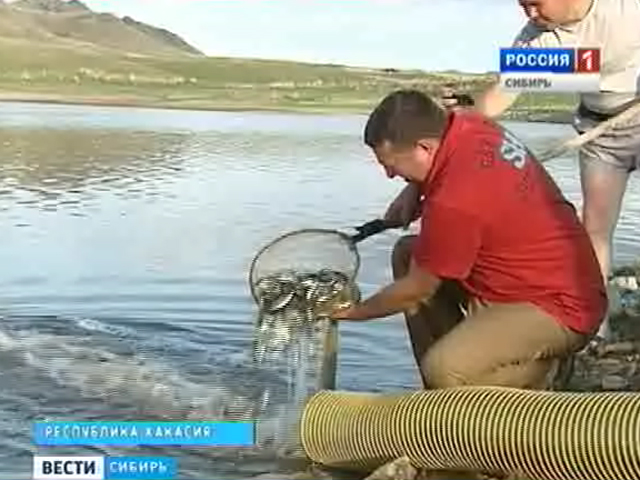 Весной в пруды и озёра республики Хакасии выпустили четыре миллиона мальков пеляди