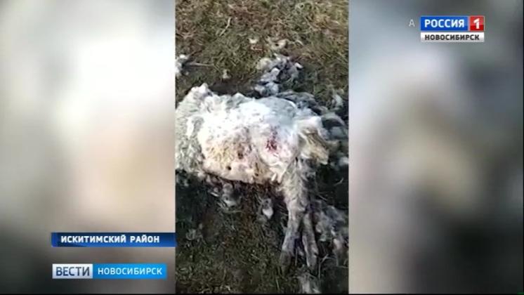 В Новосибирской области неизвестный зверь уничтожил сотню кроликов и кур