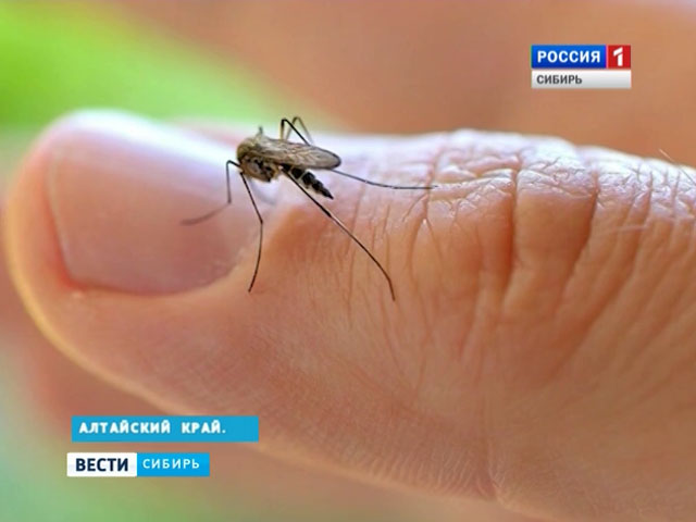 Биологи из Алтайского края препарируют комаров