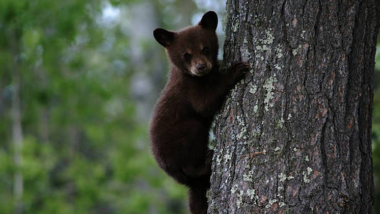 Сотрудники новосибирского Минприроды спасли забравшегося на дерево медвежонка
