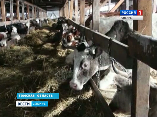 В Томской области из-за отсутствия обещанных субсидий разоряются хозяйства