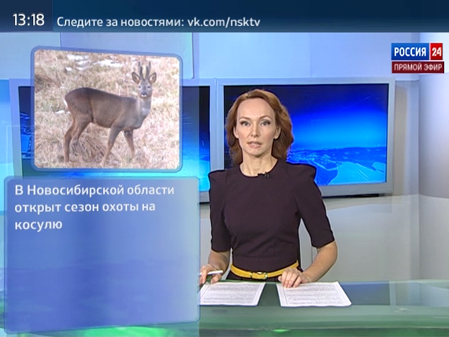 Сезон охоты на косуль открыт в Новосибирской области