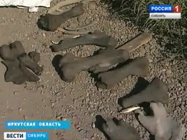 В Иркутской области на угольном разрезе рабочие раскопали кости древнейших животных