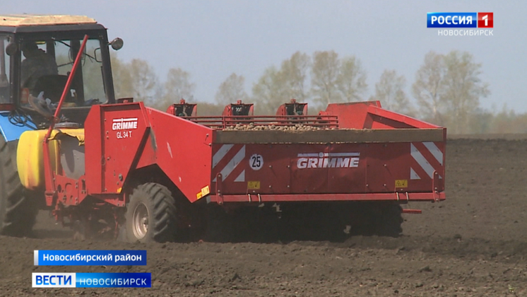 Новосибирские овощеводы приступили к посадке картофеля в селе Ярково