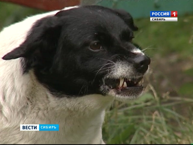 В Красноярске начали массовый отлов бродячих собак: 80 процентов усыпят