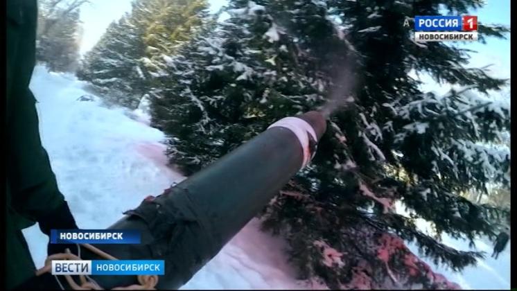 Ёлки в парках Новосибирска начали обрабатывать антивандальным раствором