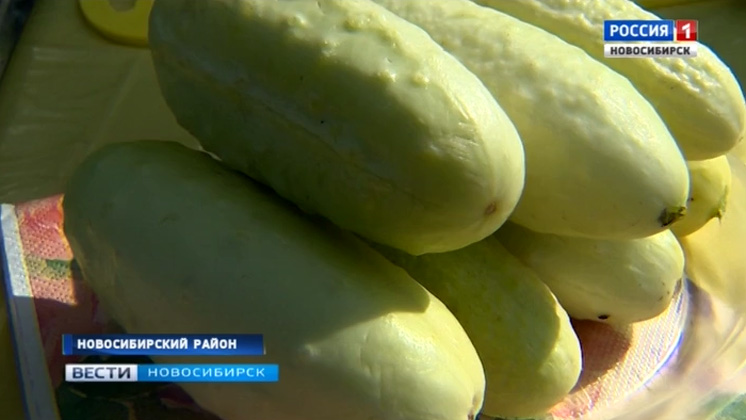 Белые огурцы: селекционеры рассказали «Вестям» о новых сибирских сортах овощей