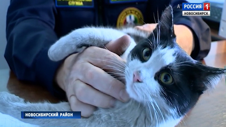 Спасенный из огня котенок Гидрант стал символом пожарной части в Мочище