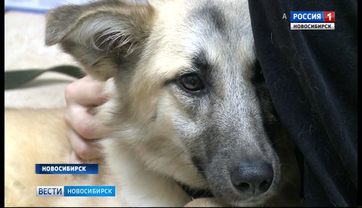 Новосибирские ветеринары помогут собаке со сломанным позвоночником из Иркутска