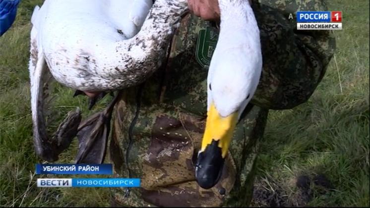 «Вести» организовали операцию по спасению лебедя 