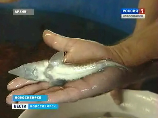 Специалисты новосибирского рыбзавода выпустили в Обь редких сибирских осетров