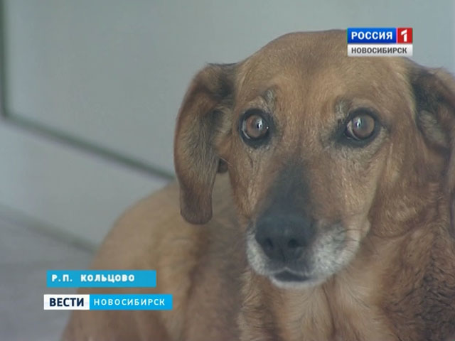 «Сибирский Хатико»: в кольцовской больнице собака ждет своего умершего хозяина