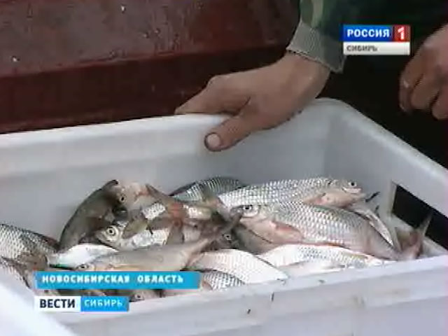 Рыбный промысел в Сибири развивают частные инвесторы