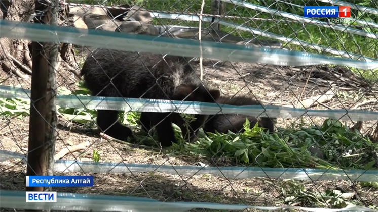 Единственный в Сибири детский сад для медвежат открыли в Алтайском крае