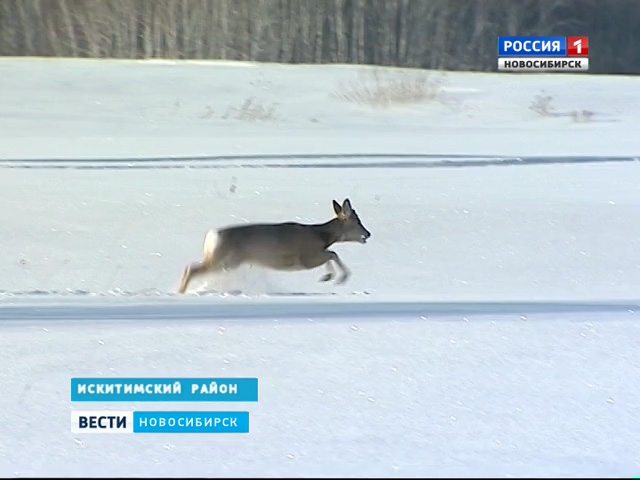 Кому в лесу жить хорошо? В Новосибирской области стартовала перепись животных