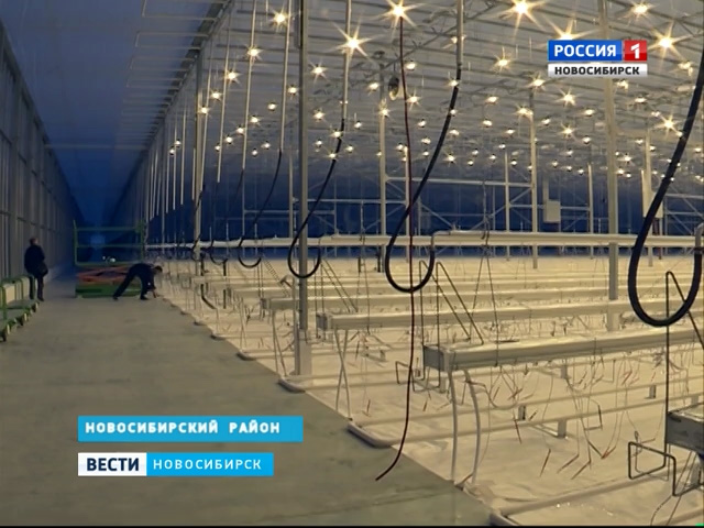 Самую крупную теплицу за Уралом открыли в Новосибирске