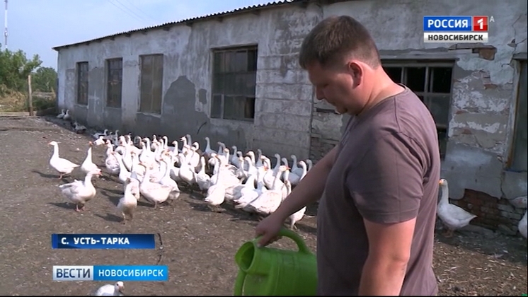 Фермер из Усть-Таркского района разводит кур, гусей и уток