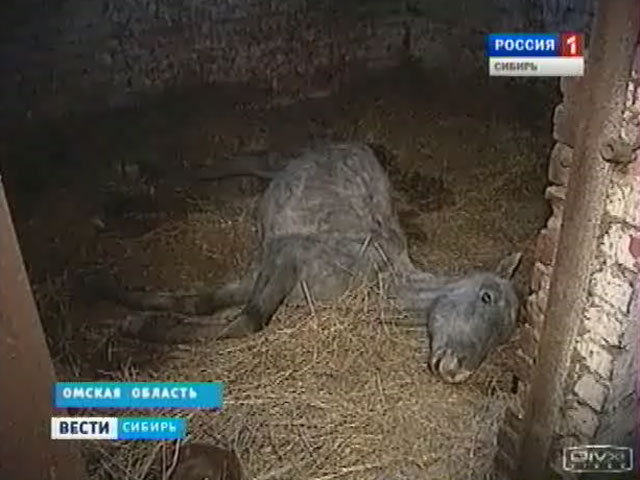 Два десятка лошадей погибают от голода в Омской области