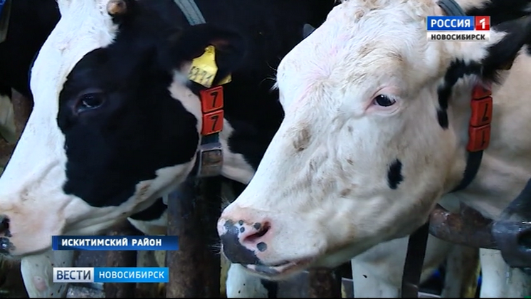Россельхознадзор провел масштабную экспертизу молочных продуктов в Новосибирске
