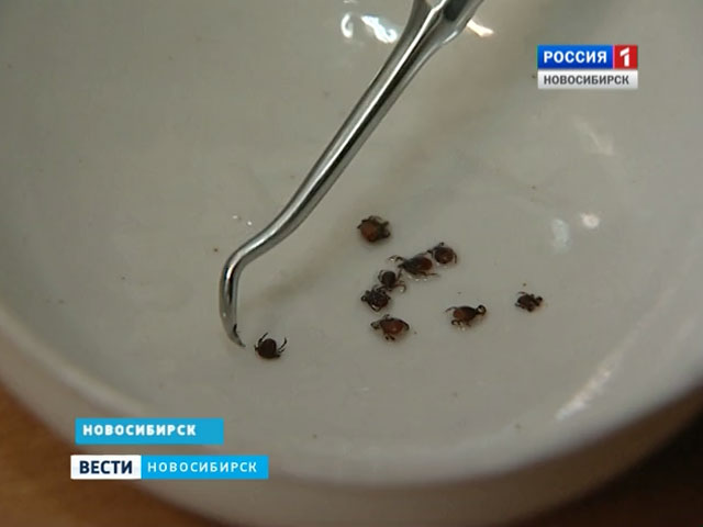 Экспресс-тест на клещевой энцефалит разработали в Сибири