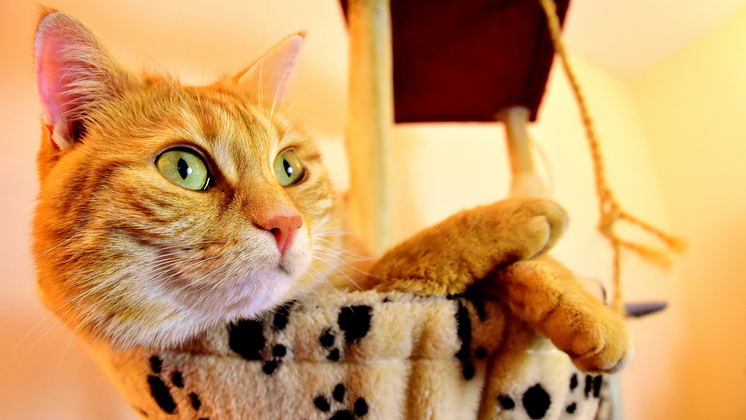 В Новосибирске коты спасли хозяина от ожогов из-за кипятка