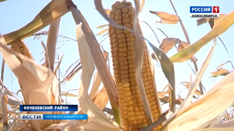 Аграрии собрали небывалый урожай кукурузы в Коченевском районе