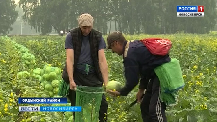 Уборка капусты началась в Новосибирской области