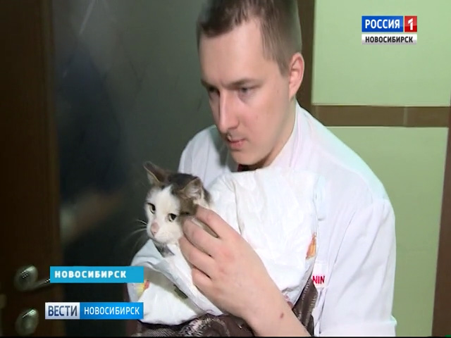 Неравнодушные новосибирцы и ветврачи спасают израненную живодерами кошку