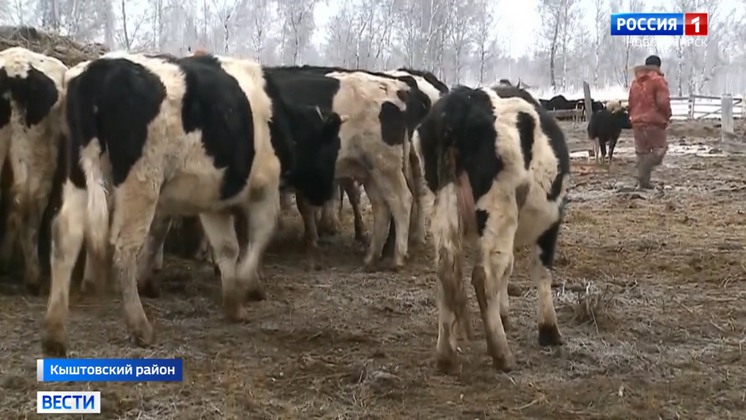 Скандал с массовой гибелью скота в Новосибирской области набирает обороты