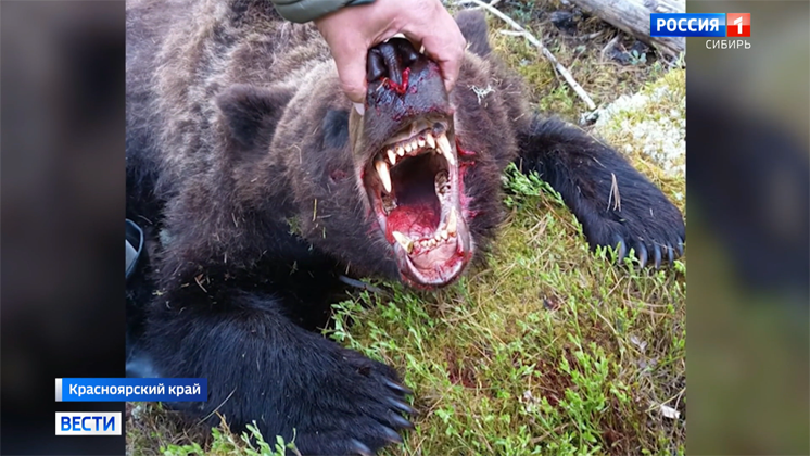 Медведь напал на группу туристов в Красноярском крае: погиб 16-летний подросток