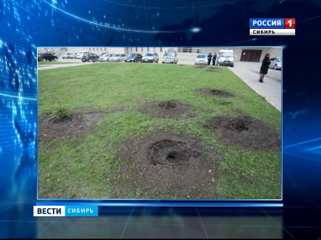 В Барнауле неизвестные вырвали ели, посаженные ветеранами ко Дню Победы