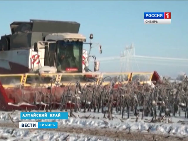 В Алтайском крае крестьяне добывают подсолнечник из-под снега