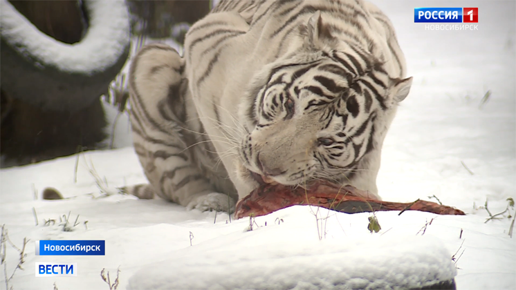 Обитатели новосибирского зоопарка готовятся к зиме и получают усиленный рацион
