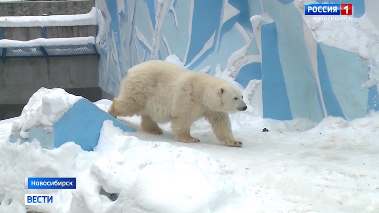 В новосибирском зоопарке появятся новые вольеры для бурых и гималайских медведей