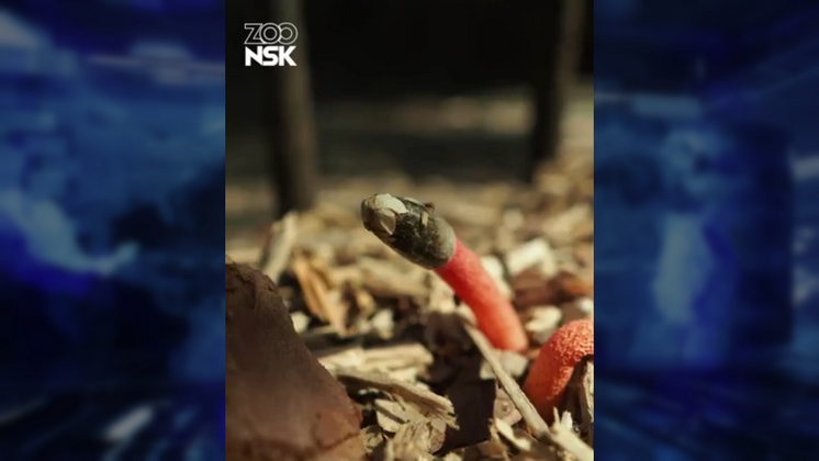 Издающий трупный запах краснокнижный гриб вырос в новосибирском зоопарке