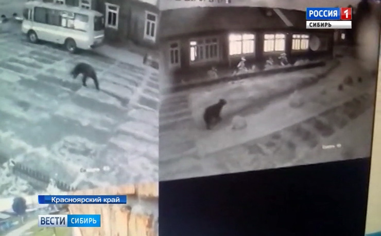 Раненый медведь держит в страхе жителей поселка в Красноярске