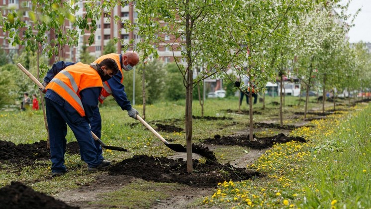 Новосибирск озеленят на два миллиарда рублей до 2025 года