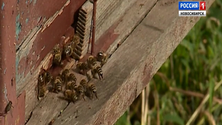 Пчёлы массово гибнут в Новосибирской области
