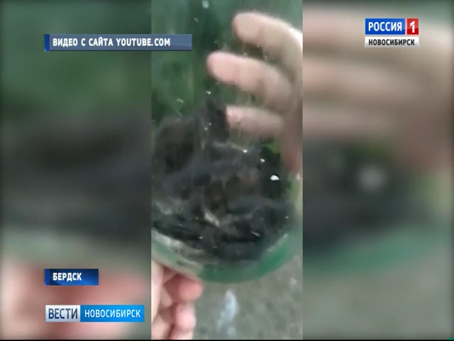12 летучих мышей влетели в квартиру в Бердске
