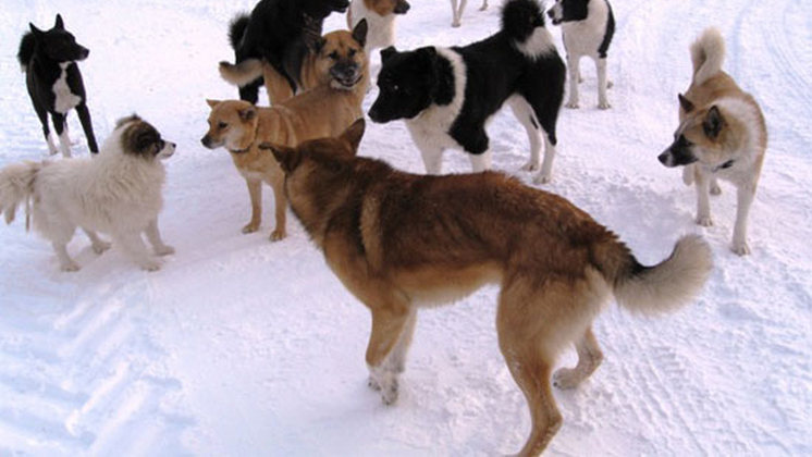 Бездомные собаки наводят ужас на жителей новосибирского микрорайона