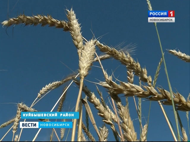 Аграрии Новосибирской области начали уборку озимой пшеницы