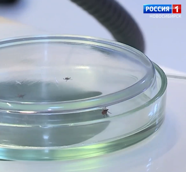 Клещи Клещи