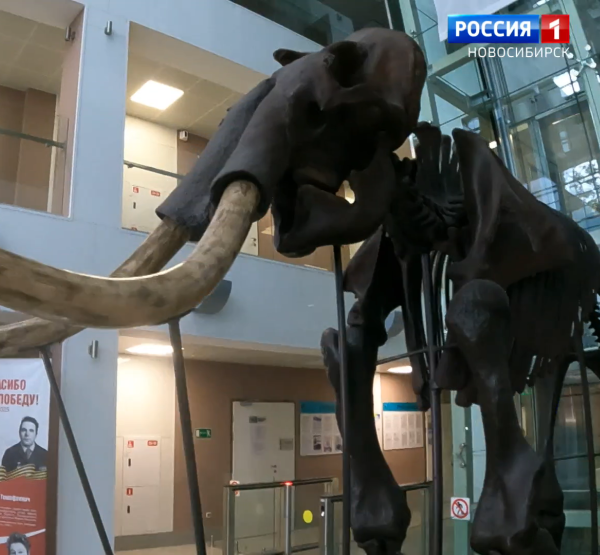 Мамонт Мамонт