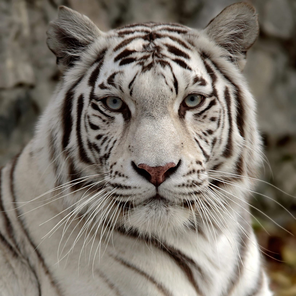 В новосибирском зоопарке отметили Международный день тигра