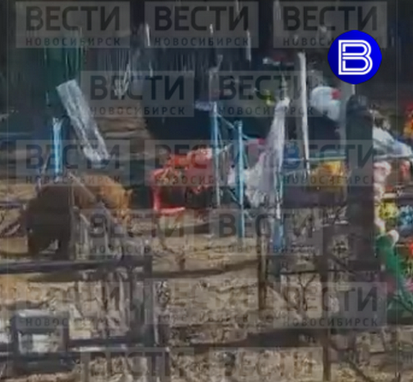 В новосибирском селе свиньи-вандалы разгромили местное кладбище