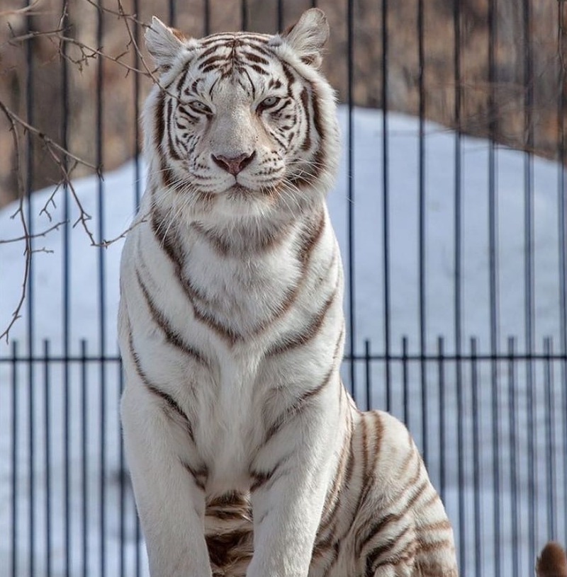белый бенгальский тигр