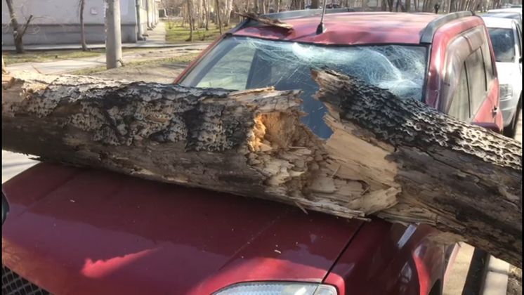 В Новосибирске упавшее дерево разбило автомобиль